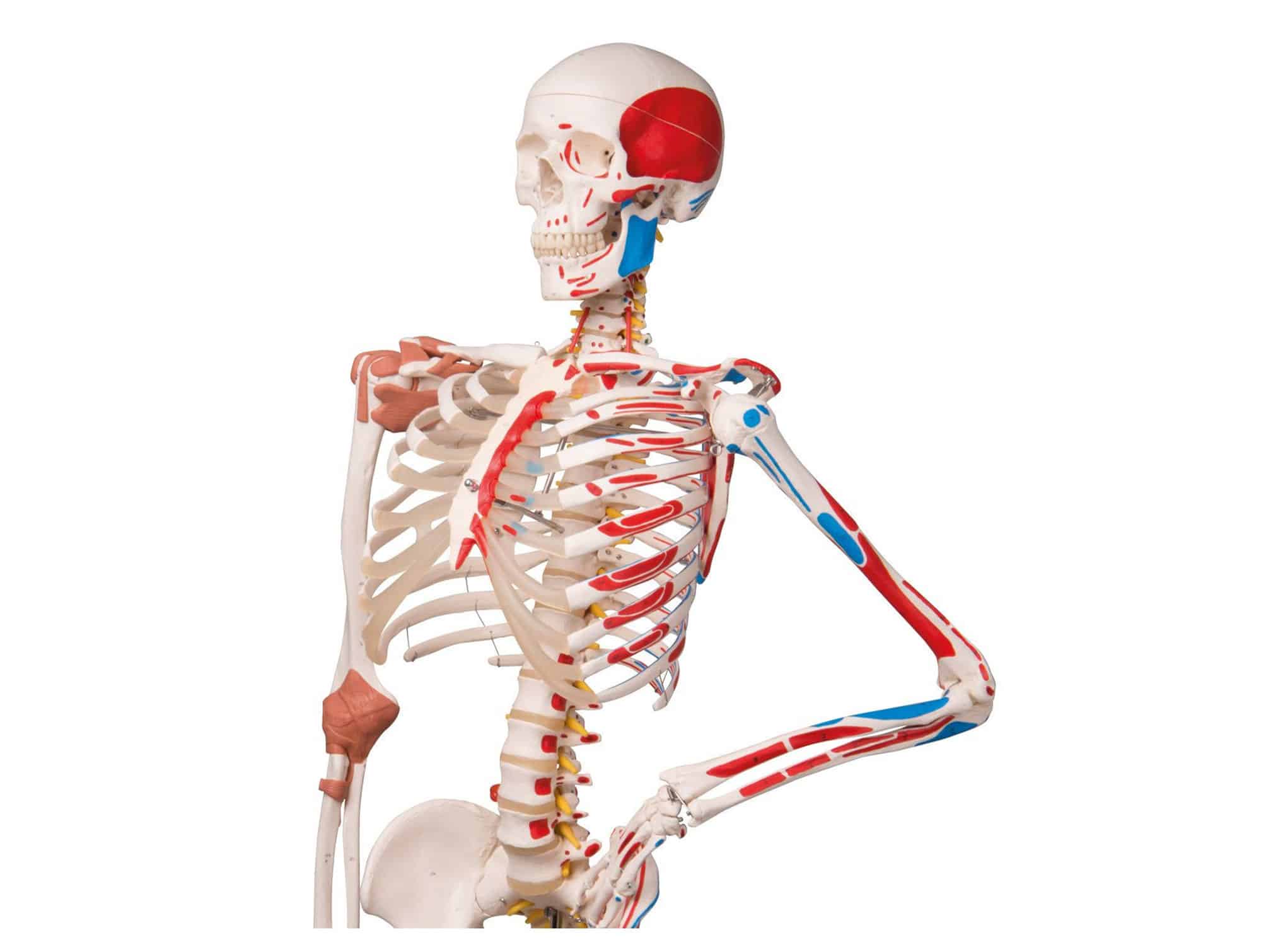 Squelette humain avec muscles et ligaments