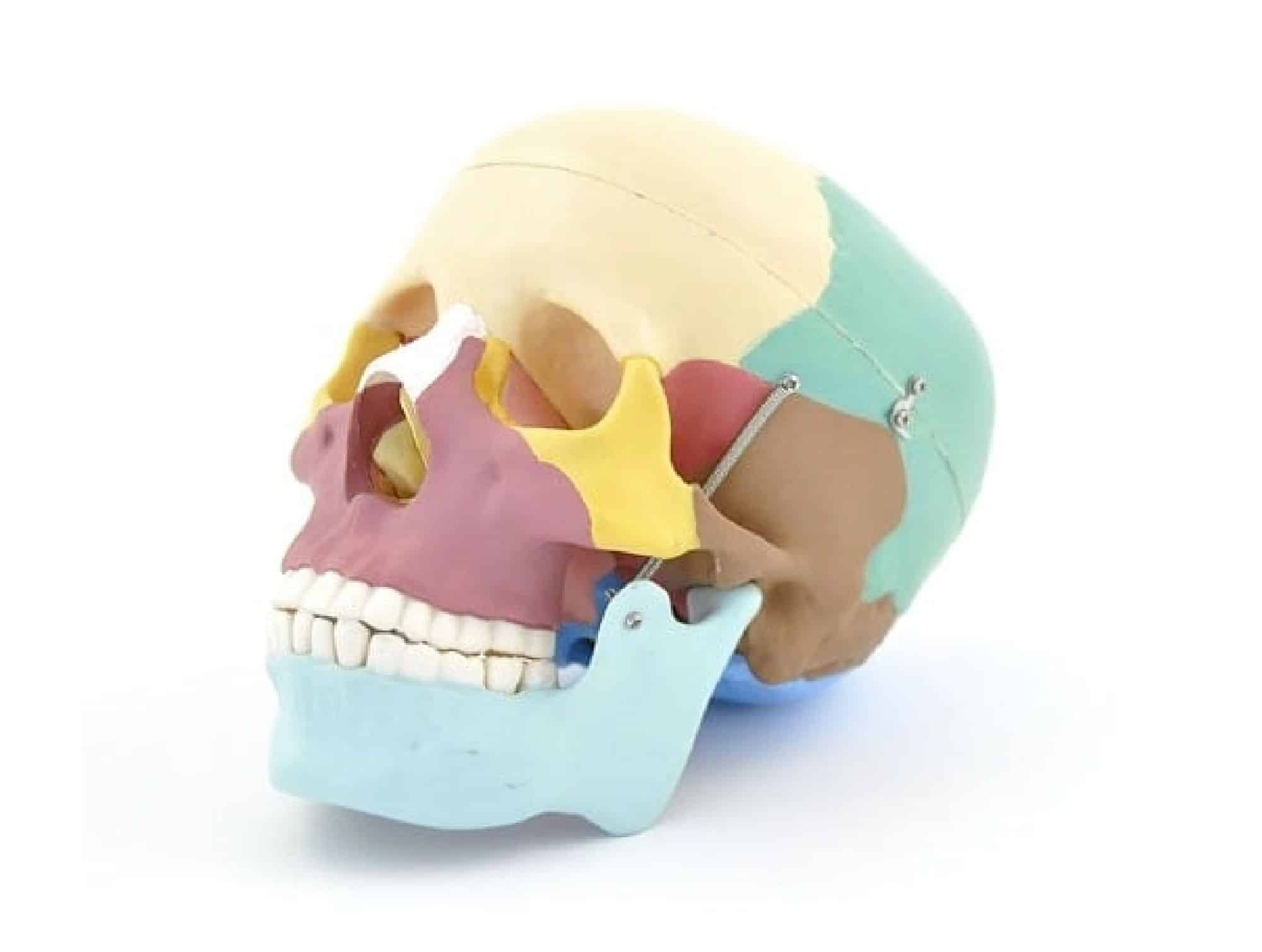 Planches anatomiques Le crâne humain
