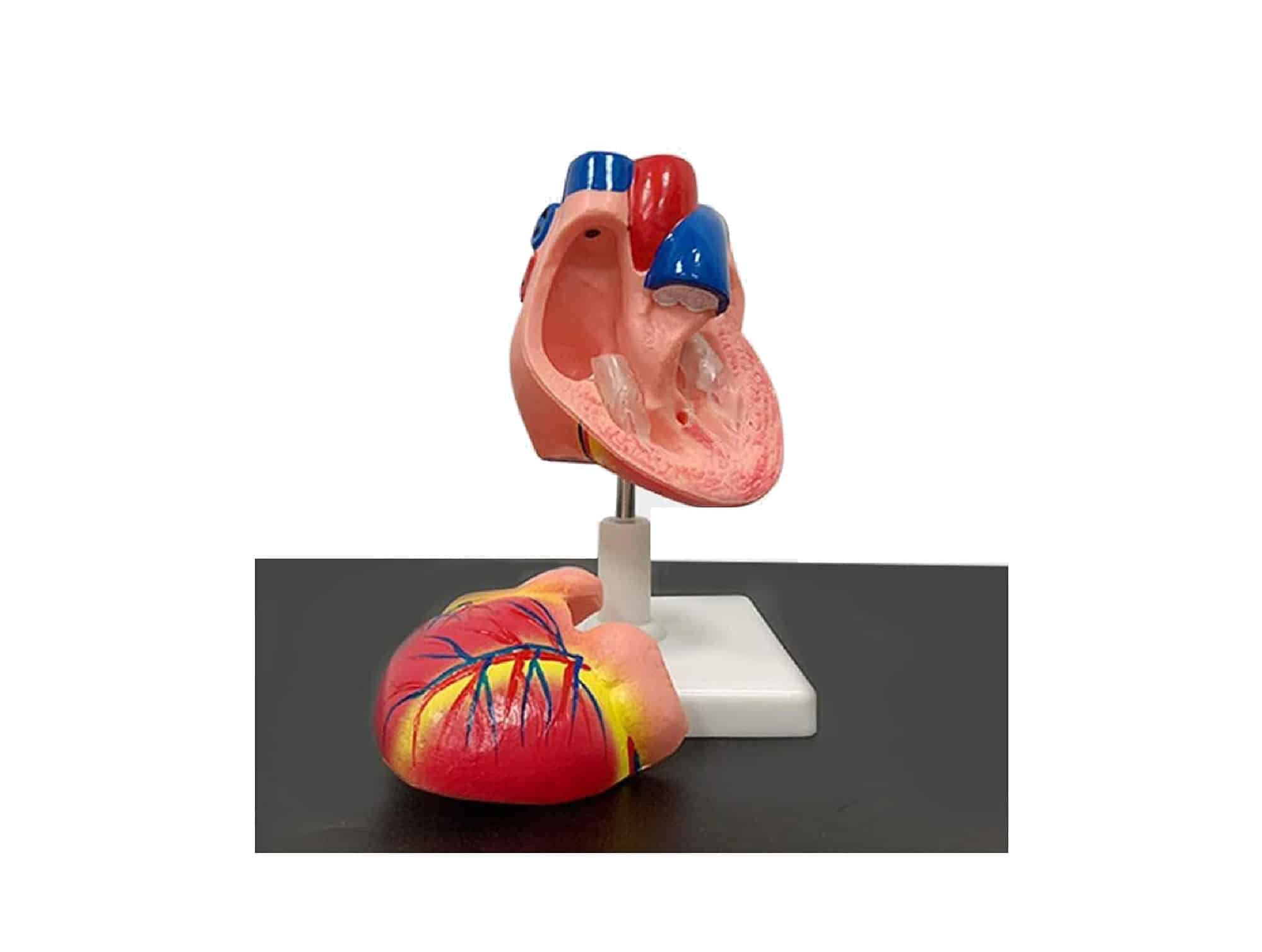 Modèle anatomique de cœur grandeur nature Erler Zimmer en 2