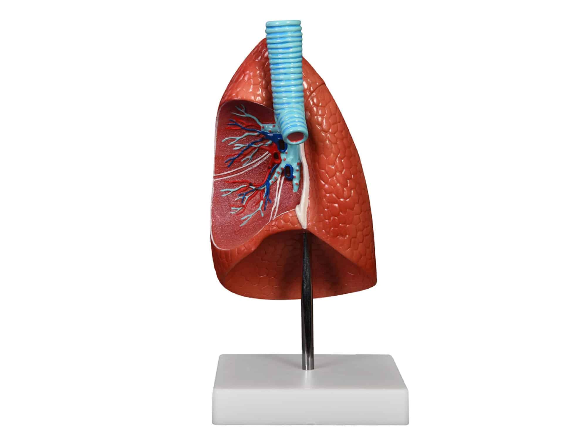 Modèle de poumon 1 pièce 1