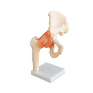 Articulation de Hanche Grandeur Nature