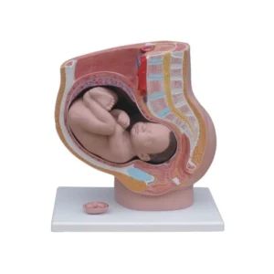 Bassin Féminin Anatomique de Formation Accouchement avec nouveau né