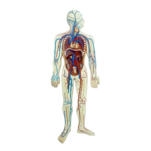 Modèle Anatomique du Système Circulatoire