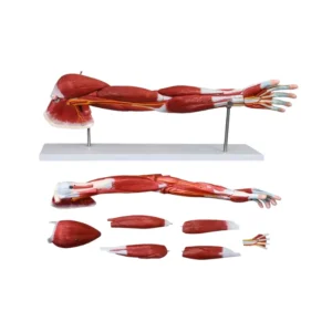 Muscle du bras humain - 7 parties