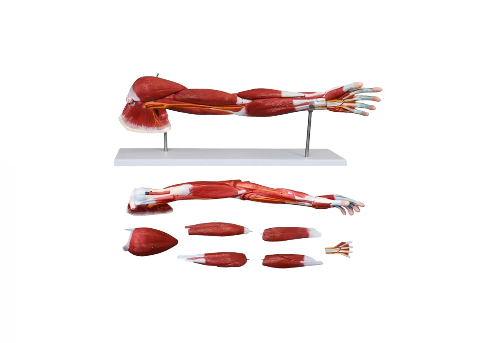 Muscle du bras humain - 7 parties