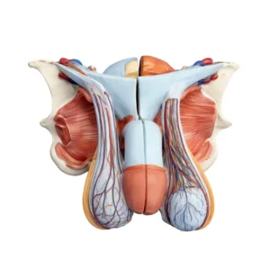 Modèle de l'organe génital masculin