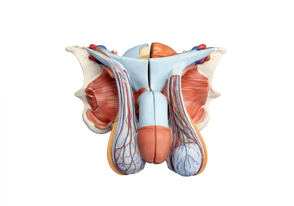 Modèle de l'organe génital masculin