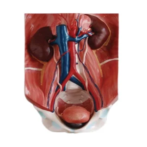 Modèle d'appareil urinaire