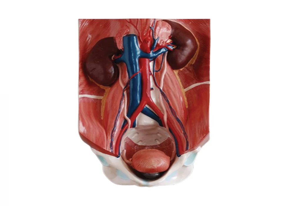 Modèle d'appareil urinaire