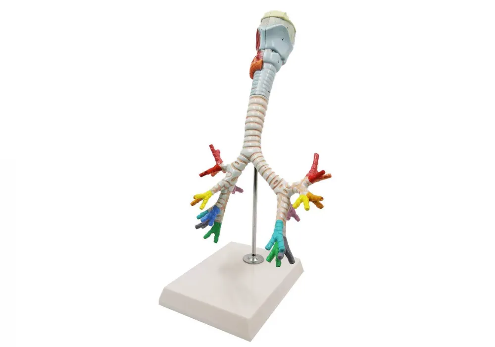 Modèle Agrandi de Larynx Humain