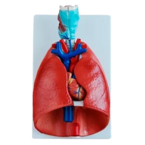 Modèle de larynx, de cœur et de poumon