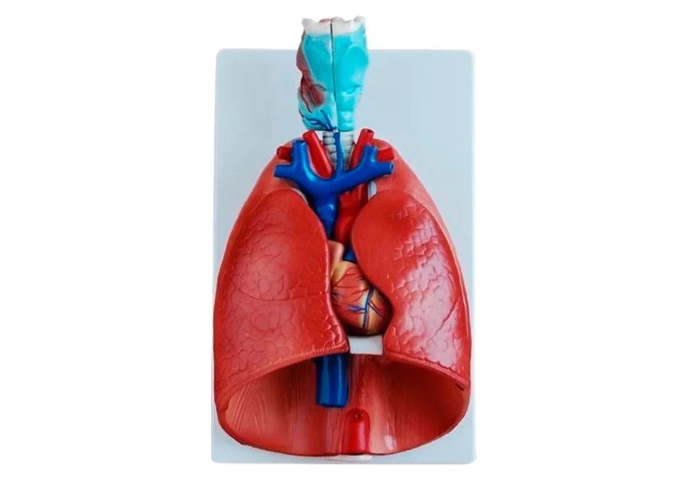 Modèle de larynx, de cœur et de poumon