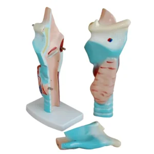 Modèle de larynx humain agrandi en 3 parties