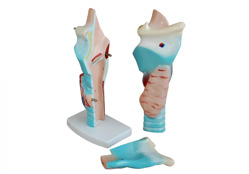Modèle de larynx humain agrandi en 3 parties