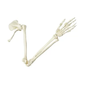 Squelette de bras avec ceinture scapulaire