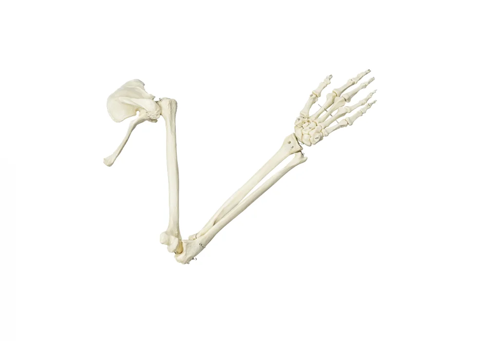 Squelette de bras avec ceinture scapulaire