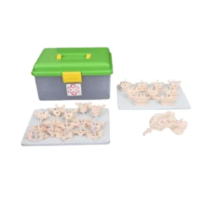 Modèle désarticulé de colonne vertébrale grandeur nature