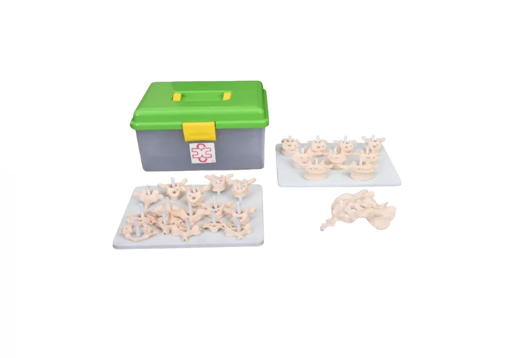 Modèle désarticulé de colonne vertébrale grandeur nature