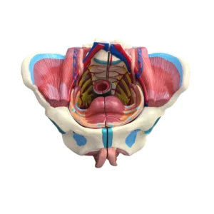 Modèle de bassin féminin