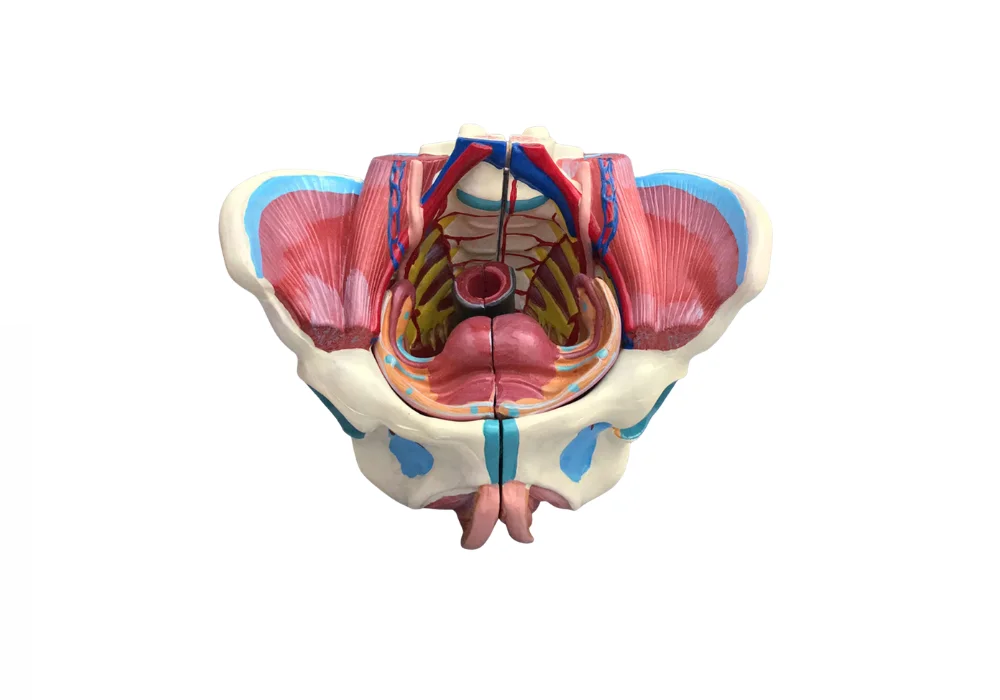 Modèle de bassin féminin