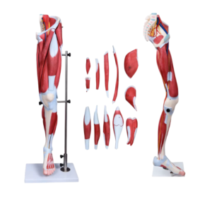 Muscle de jambe humaine - 13 parties