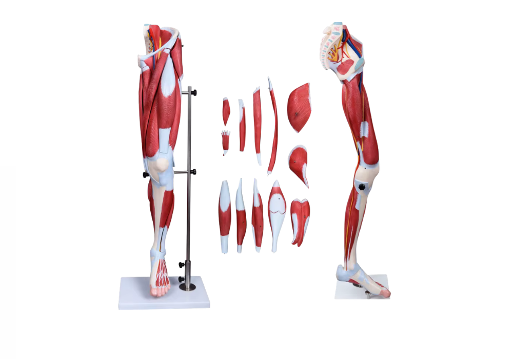 Muscle de jambe humaine - 13 parties