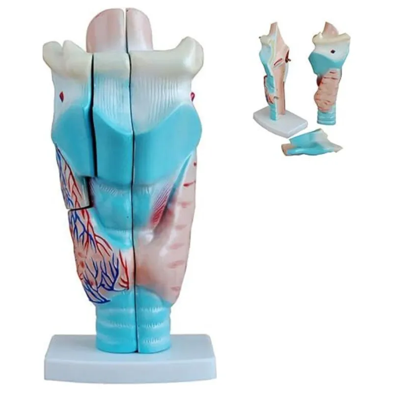 Modèle de larynx humain agrandi en 3 parties