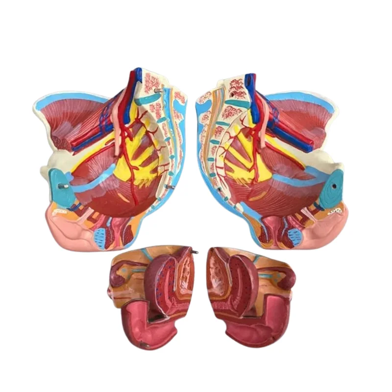 Modèle de bassin féminin