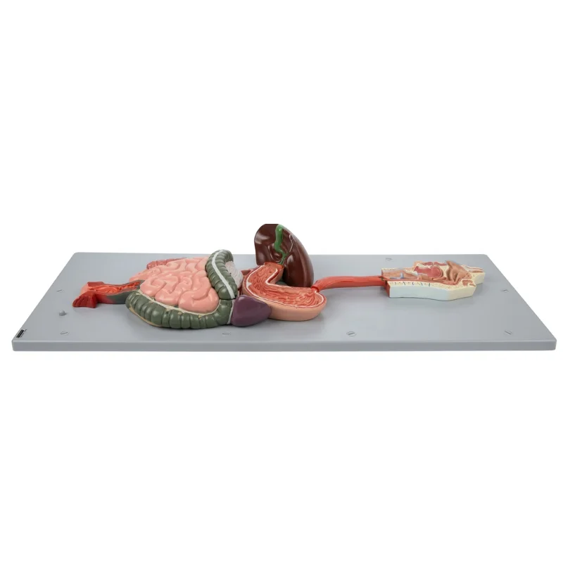 Modèle du système digestif