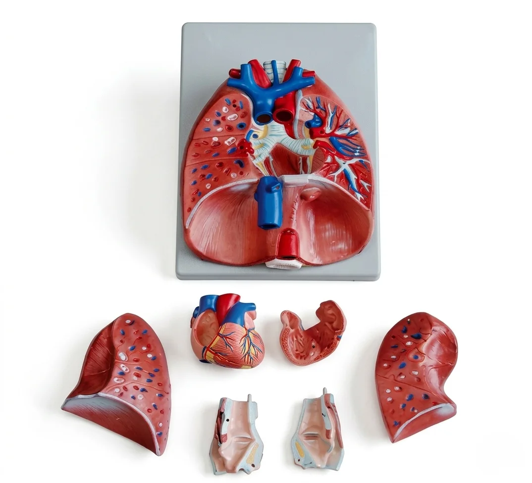 Modèle de larynx, de cœur et de poumon